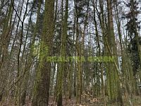 Prodej lesního pozemku k.ú. Křemenec, Konice, okr. Prostějov, CP 10385 m2 - IMG_0950.JPG