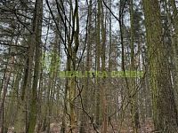 Prodej lesního pozemku k.ú. Křemenec, Konice, okr. Prostějov, CP 10385 m2 - IMG_0951.JPG