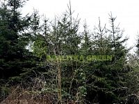 Prodej lesního pozemku k.ú. Křemenec, Konice, okr. Prostějov, CP 3343 m2 - IMG_0952.jpg