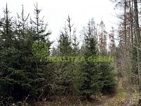 Prodej lesního pozemku k.ú. Křemenec, Konice, okr. Prostějov, CP 3343 m2 - IMG_0954.jpg