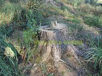 Prodej lesního pozemku k.ú. Lhotka u Hradčovic, okr. Uherské Hradiště, CP 1887 m2 - P1010082.jpg