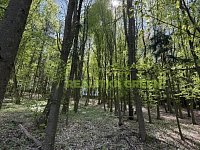 Prodej lesních pozemků k.ú. Želechovice nad Dřevnicí, okr. Zlín, CP 8588 m2 - IMG_2617.JPEG