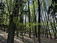Prodej lesních pozemků k.ú. Želechovice nad Dřevnicí, okr. Zlín, CP 8588 m2 - IMG_2618.JPEG