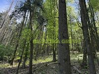 Prodej lesních pozemků k.ú. Želechovice nad Dřevnicí, okr. Zlín, CP 8588 m2
