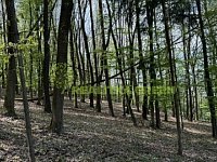 Prodej lesních pozemků k.ú. Želechovice nad Dřevnicí, okr. Zlín, CP 8588 m2 - IMG_2621.JPEG