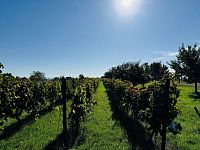 Prodej vinice, 1237 m2 - IMG_0991.jpeg