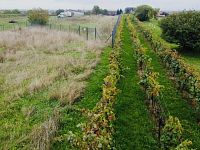 Prodej vinice, 1237 m2 - IMG_1184.jpeg