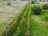 Prodej vinice, 1237 m2 - IMG_1185.jpeg