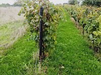 Prodej vinice, 1237 m2 - IMG_1187.jpeg