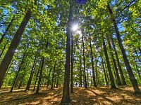 Prodej souboru rekreačních chat, Staré Splavy, Máchovo jezero - 11.jpg