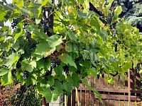 Pozemek pro výstavbu RD s chatou u Osvětiman - 20221005_104226.jpg