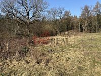 Nabízím prodej tří stavebních pozemků v obci Ludvíkovice Děčín. - IMG_2665.jpeg