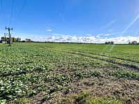 Stavební parcela na okraji města Dašice - IMG_7807.jpeg