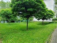 Prodej bytu 3+1, 61 m2, ul. Nová, Postřelmov - 20250609_122838.jpg