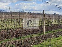 Prodej vinice v Drnholci – viniční trať Na výsluní