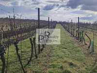 Prodej vinice v Drnholci – viniční trať Na výsluní - 1.jpg