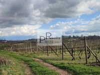 Prodej vinice v Drnholci – viniční trať Na výsluní - 2.jpg