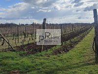 Prodej vinice v Drnholci – viniční trať Na výsluní - 3.jpg