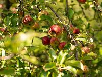 Prodej chaty 2+kk Kunovice, osada Stará Hora, celkem pozemek 3072 m2 - _LN_0965.jpg