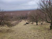 Prodej pozemků v chatové osadě v Kunovicích 3859 m2 - Zahrada velká.jpeg