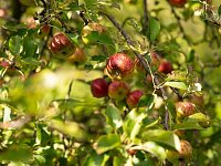 Prodej chaty 2+kk Kunovice, osada Stará Hora, celkem pozemek 3072 m2 - _LN_0965.jpg