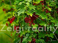 Starý Poddvorov, rodinný dům 3+kk, možnost nástavby - 8.jpg