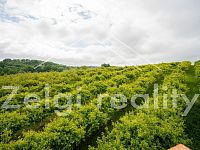 Polom - Jabloňový sad 9760m² s zahradním domkem na prodej