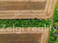 Prodej meruňkového sadu – 8 494 m², Zaječí - DJI_0711-HDR.jpg