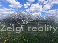 Prodej ovocného komplexu 21 ha – Rakvice - 1000016106.jpg