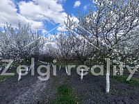 Prodej ovocného komplexu 21 ha – Rakvice - 1000016107.jpg