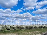 Prodej ovocného komplexu 21 ha – Rakvice