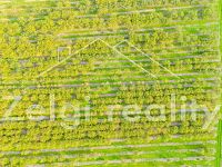 Soubor sadů - Rakvice - 210 277 m² - 21ha - DJI_0789-HDR.jpg