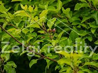 Polom - Jabloňový sad 9760m² s zahradním domkem na prodej - Foto 7