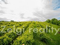 Polom - Jabloňový sad 9760m² s zahradním domkem na prodej - _DSC6649.jpg