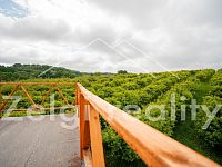 Polom - Jabloňový sad 9760m² s zahradním domkem na prodej - _DSC6654.jpg