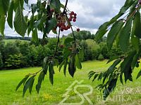 SLUNNÝ STAVEBNÍ POZEMEK S VÝHLEDEM NA ŠUMAVU   3 KM OD SUŠICE - IMG_20250722_095532.jpg