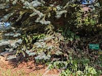 NEMOVITOST K PŘESTAVBĚ V KLIDNÉ ČÁSTI ŠUMAVSKÉHO PODHŮŘÍ – BÍLENICE - PXL_20250908_133454949.MP.jpg