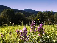 STYLOVÝ KOMFORTNÍ PENZION S VÝHLEDEM DO ÚDOLÍ– CENTRÁLNÍ ŠUMAVA - Fotoprofi - hořce na louce pod Ždánovem.JPG
