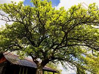 Prodej, chata 14m2, zahrada 588m2, Děčín - VI Letná - IMG_9190.jpg