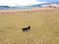 Prodej pozemku 2 000 m², Charvátce u Loun - DJI_0166.jpg