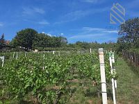 Prodej, pozemek 4490 m2,  Velké Žernoseky - WhatsApp Image 2026-03-25 at 11.55.44 (1).jpeg