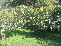 Prodej, pozemek 4490 m2,  Velké Žernoseky - WhatsApp Image 2026-03-25 at 11.55.47.jpeg