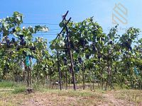 Prodej, pozemek 4490 m2,  Velké Žernoseky - WhatsApp Image 2026-03-25 at 11.55.50 (1).jpeg