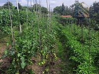 Prodej, pozemek 4490 m2,  Velké Žernoseky - WhatsApp Image 2026-03-25 at 11.55.50 (3).jpeg