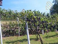 Prodej, pozemek 4490 m2,  Velké Žernoseky - WhatsApp Image 2026-03-25 at 11.55.50 (4).jpeg