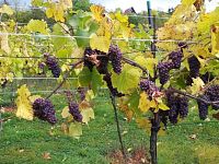 Prodej, pozemek 4490 m2,  Velké Žernoseky - WhatsApp Image 2026-03-25 at 11.55.50 (5).jpeg