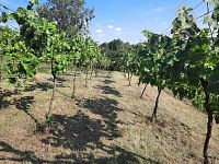 Prodej, pozemek 4490 m2,  Velké Žernoseky - WhatsApp Image 2026-03-25 at 11.55.50 (7).jpeg