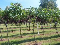 Prodej, pozemek 4490 m2,  Velké Žernoseky - WhatsApp Image 2026-03-25 at 11.55.50 (8).jpeg