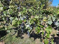 Prodej, pozemek 4490 m2,  Velké Žernoseky - WhatsApp Image 2026-03-25 at 11.55.50.jpeg