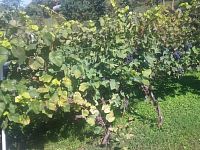 Prodej, pozemek 4490 m2,  Velké Žernoseky - WhatsApp Image 2026-03-25 at 11.56.04.jpeg